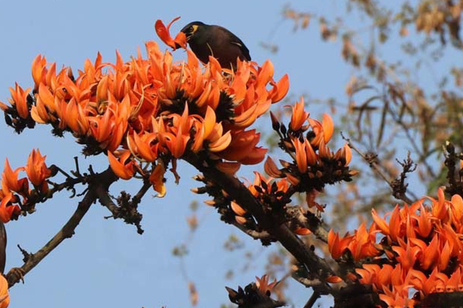 বসন্তের আগেই দেখা মিলছে পলাশ-শিমুলের