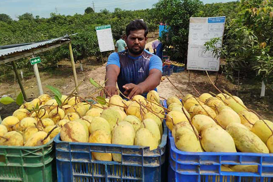 রাজশাহী তানোর কাটিমন আমে কোটি টাকা আয় আলামিনের