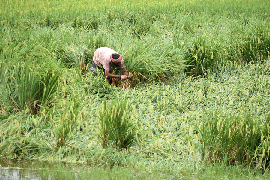 রাজশাহীতে সাড়ে ১৯ হাজার হেক্টর জমিতে আমন ধান ক্ষতিগ্রস্ত