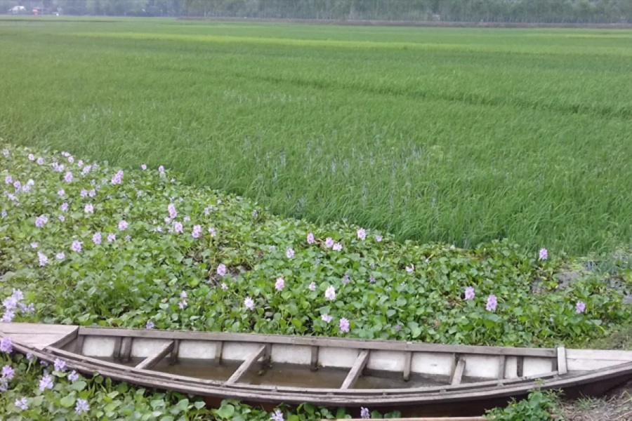 চাকিরপশার বিল রক্ষায় ডিজিটাল প্ল্যাটফর্ম