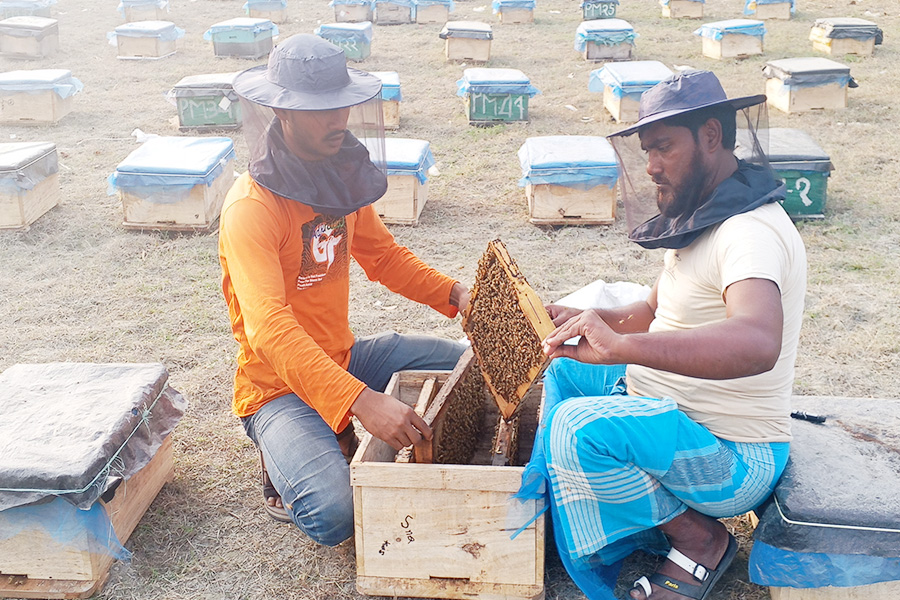 সারিয়াকান্দিতে মধু সংগ্রহে ব্যস্ত মৌচাষিরা