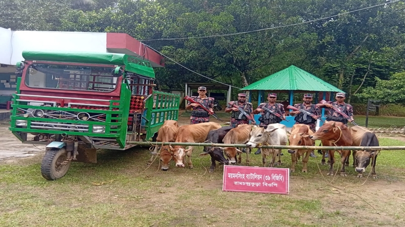 শেরপুর সীমান্তে বিজিবির অভিযানে চোরাই গরু আটক