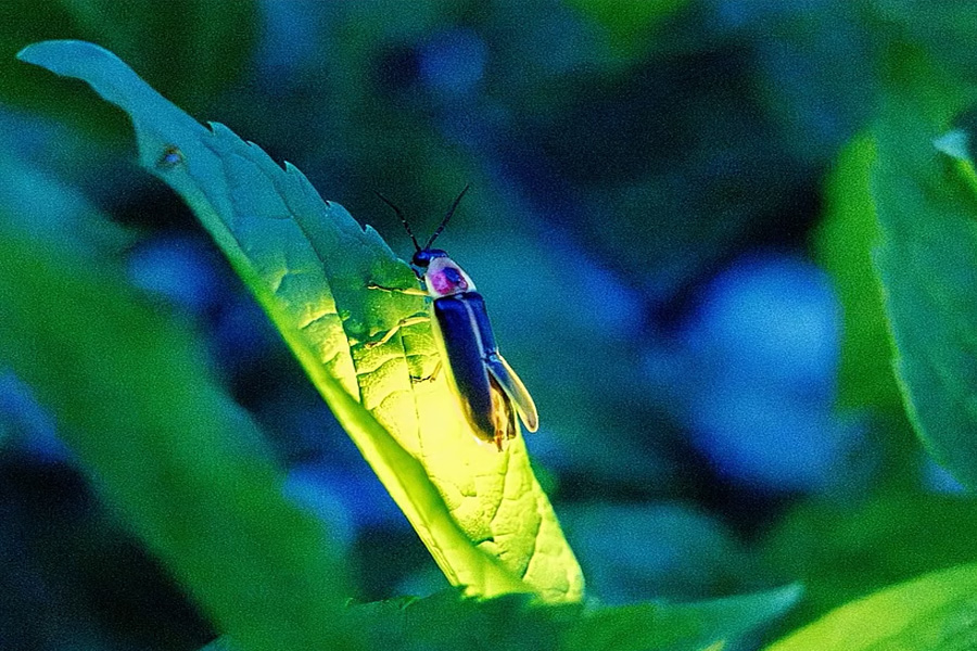 বিলুপ্তির পথে জোনাকি পোকা