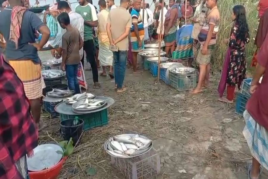 নিষেধাজ্ঞা অমান্য করে শিবচরে অবাধে ইলিশ শিকার