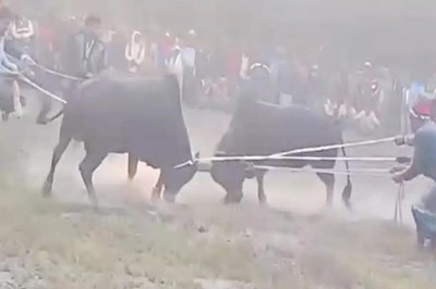 কেন্দুয়ায় ষাঁড়ের লড়াইয়ের নামে জুয়া, এমপির  হুঁশিয়ারি