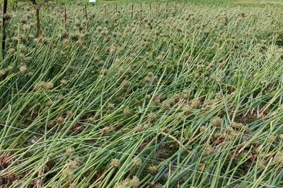 ২০ মিনিটের ঝড়-শিলাবৃষ্টিতে ফসলের ব্যাপক ক্ষতি