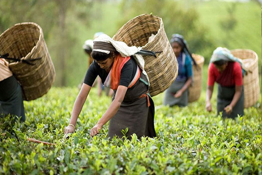 এ বছর ‘জাতীয় চা দিবস’  কবে হবে?