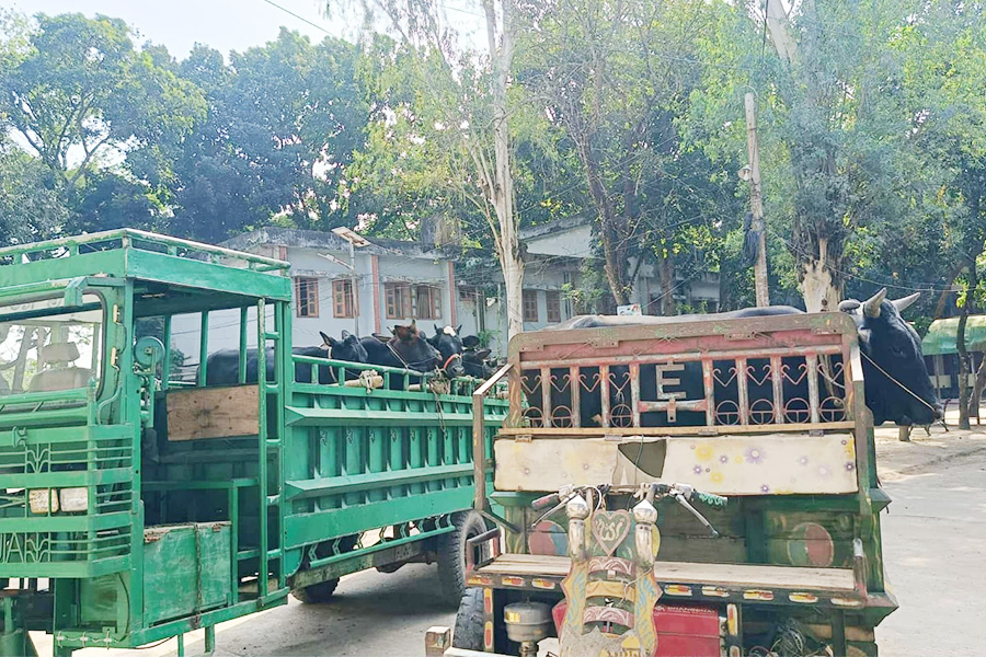 তাড়াশে ভ্রাম্যমাণ আদালতে অবৈধ লসিমন জব্দ